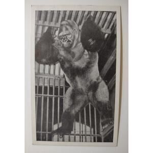 Bushman Gorilla Postcard Lincoln Park Zoo Chicago Illinois Ape Unposted Vintage